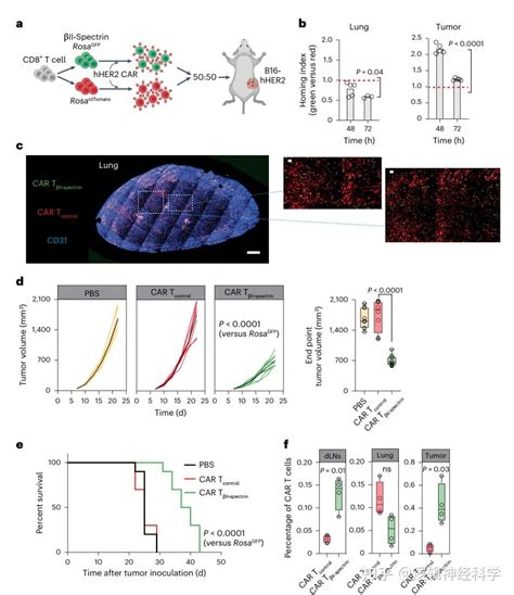 Nat Immunol St Gal Ii Spectrin Car T