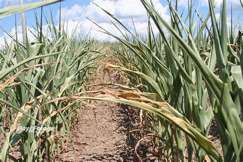 Nitrates Spike In Drought Stressed Corn Hay And Forage Magazine