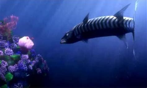 Barracuda - Pixar Wiki - Disney Pixar Animation Studios