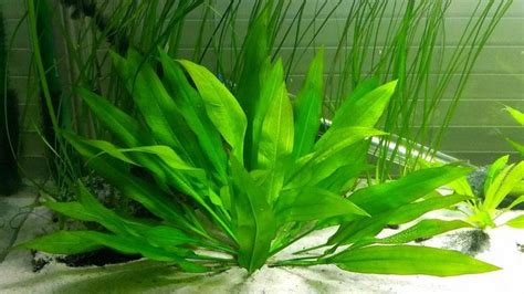Эхинодорус (Echinodorus): описание, виды, уход и особенности