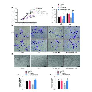 VEGF Mediated The Inhibition Of MiR 185 On Cell Proliferation