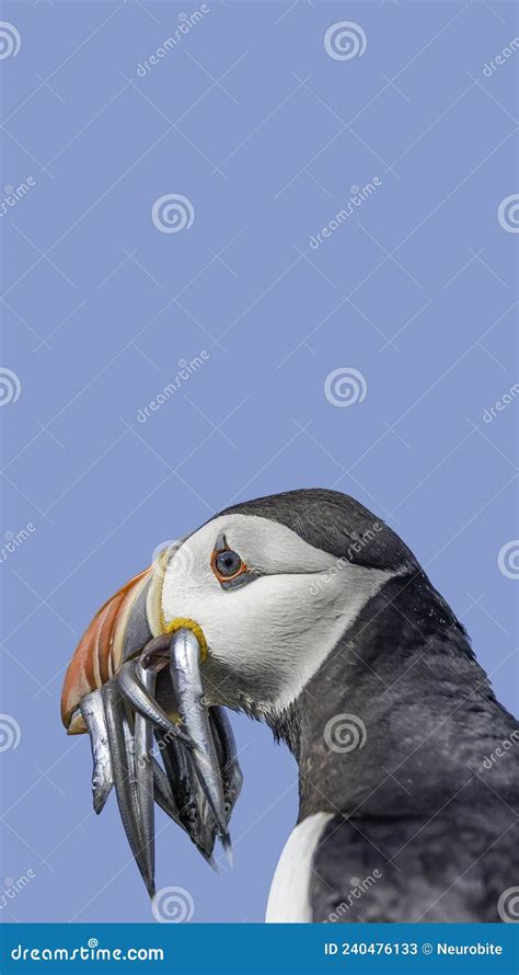 Titelseite Mit Seevögel Nördlich Atlantischer Puffin Der Heringsfische