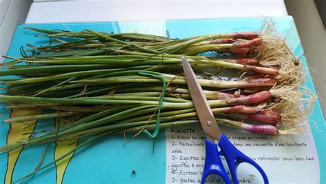 Comment Pr Parer Les Oignons Verts C Bettes