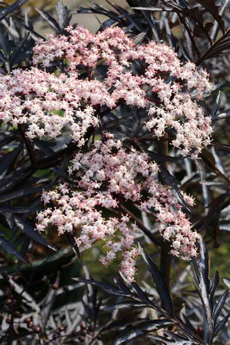 Sambucus nigra 'Black Lace'® | BCM Baumschule Christoph Marken