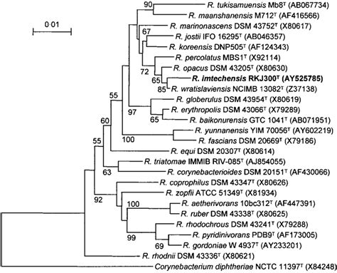 Neighbour Joining Phylogenetic Tree Based On 16s Rrna Gene Sequences