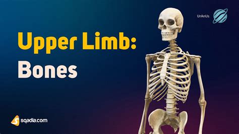 Upper Limb Bones Introduction