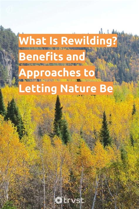 What Is Rewilding? Benefits and Approaches to Letting Nature Be ...