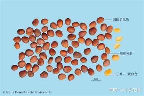 莱菔子中药材资料植物图像含莱菔子的中成药 知乎