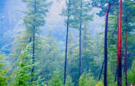 Blue Pine Forest Photograph by Jenny Rainbow - Fine Art America