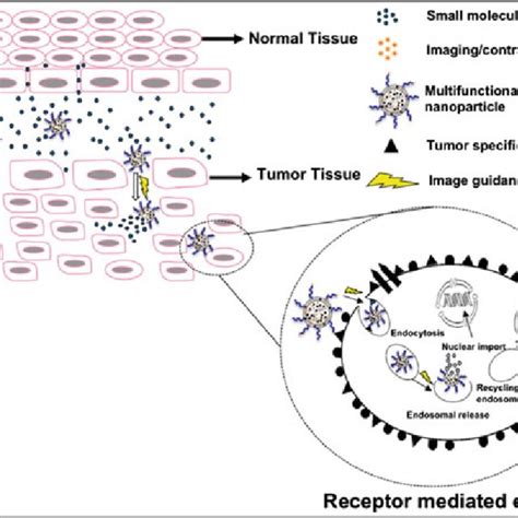 2 Passive And Active Tumor Drug Targeting The Schematic Shows The Download Scientific Diagram