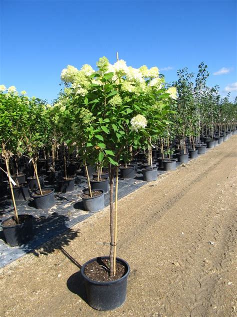 Limelight® Hydrangea Treeform Jeffries Nurseries