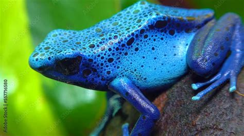 The Blue Poison Dart Frog Or Blue Poison Arrow Frog Dendrobates