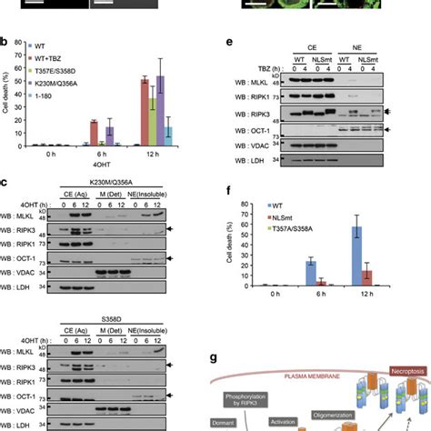 Nuclear Translocation Of MLKL Is Triggered By Its Phosphorylation And