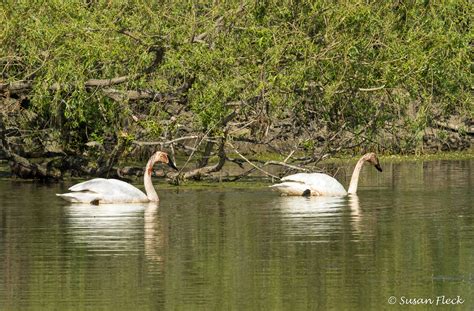 Trumpeter Swan