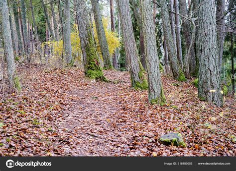 Naked Trees In Autumn Forest Woth Some Orange Leaves Left Stock Photo Martinsvanags