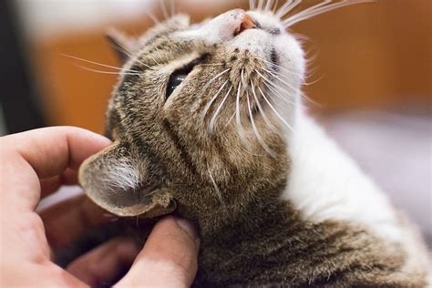 Why Do Cats Purr Surprising Facts That Will Shock You