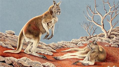 We Found Three New Species Of Extinct Giant Kangaroo And We Dont