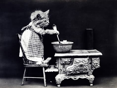 Cat Dressed Vintage Photo Free Stock Photo Public Domain Pictures