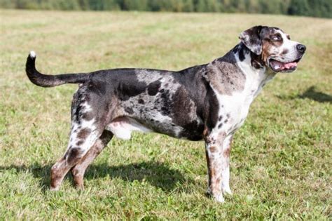 Catahoula Lab Mix A Great Dog Breed For Families Rare Dogs