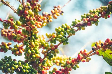 Premium Photo Yellow Coffee Bean Berry Plant Fresh Seed Coffee Tree