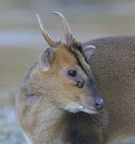 Muntjac Deer Male Muntjac Showing The Glands Under The Ey Flickr