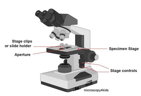 Slide Clip Microscope Function At Julian Kim Blog