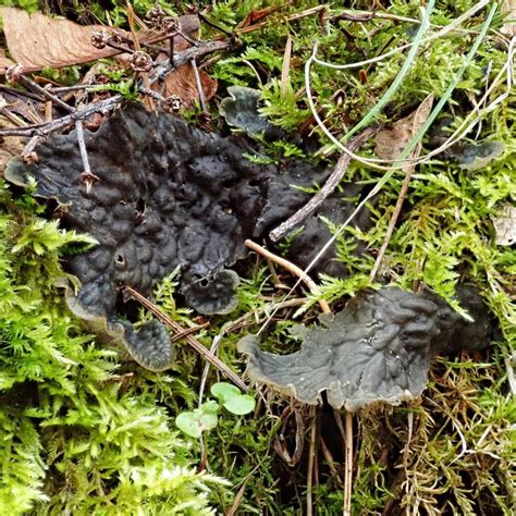 Peltigera Canina 10 000 Things Of The Pacific Northwest