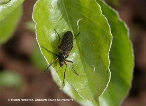 March Flies College Of Agricultural Sciences