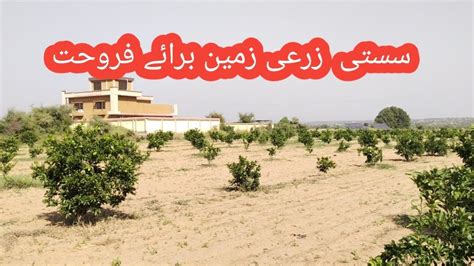 Cheap Agriculture Land For Sale In Punjab Pakistan Sasti Zari Zameen