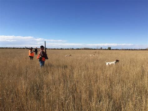 Colorado Pheasant And Bird Hunting Guided Trip Planner Destination