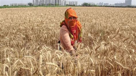 वैज्ञानिकों ने जारी की चेतावनी गेहूं की फसल में लग सकती है ये गंभीर