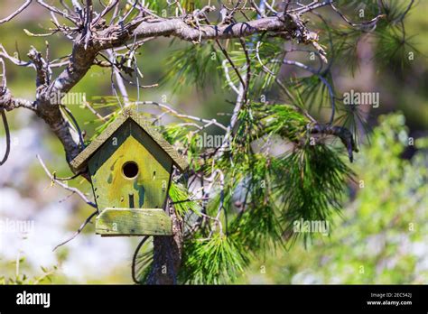 A Birdhouse Nestles Among Birch Branch Stock Photo Alamy