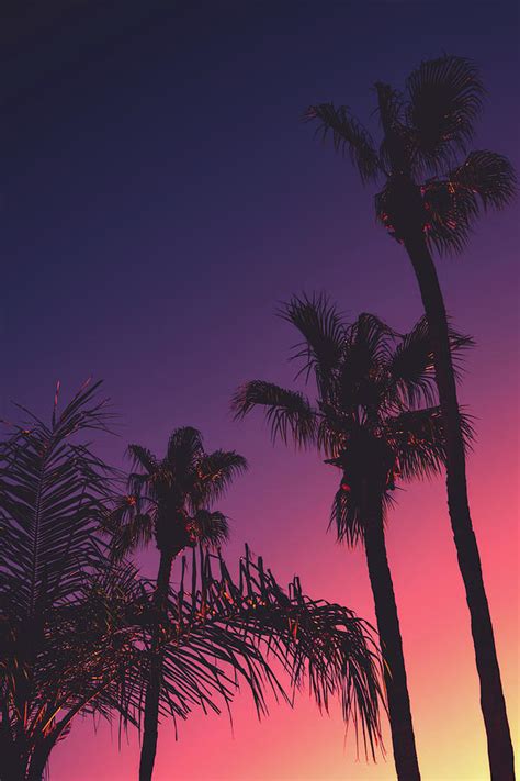 Tropical Night Background With Palm Trees at Sunset Photograph by ...