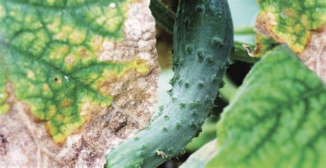 Advances made against cucumber downy mildew - Vegetable Growers News