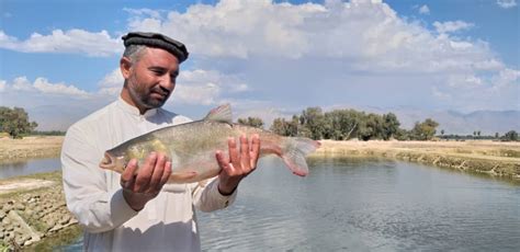 د ننګرهار کانال سږ کال ۳۷۵ زره کبان تولید کړي دي کلید ګروپ