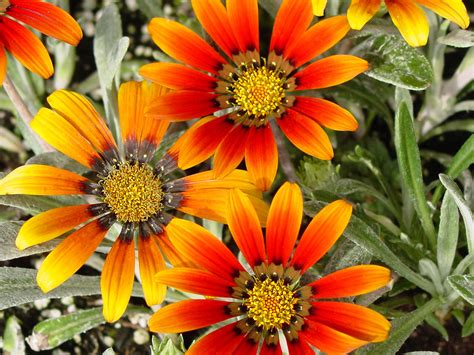 Gazania Trailing Gray Leaf – DLT Growers
