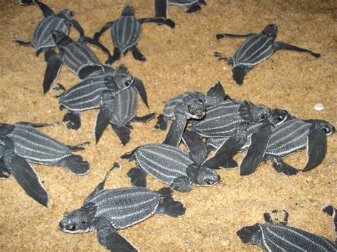 КОЖИСТАЯ ЧЕРЕПАХА (Dermochelys coriacea)