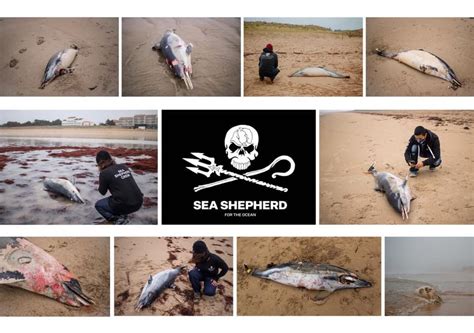 Opération Dolphin Bycatch 5 Sea Shepherd France