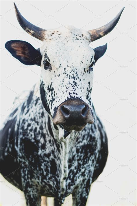 Black And White Nguni Cow High Quality Animal Stock Photos Creative