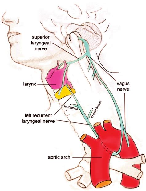 Recurrent Laryngeal Nerve Anatomy