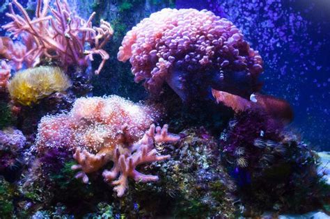 Premium Photo | Coral reef underwater