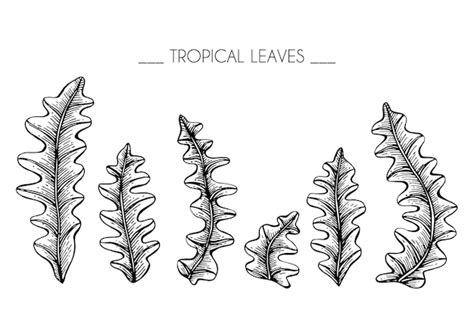 Premium Vector Collection Set Of Tropical Leaves Drawing Illustration