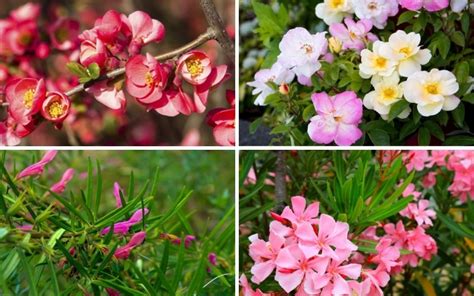 10 Flowering Shrubs For Full Sun Garden Lovers Club