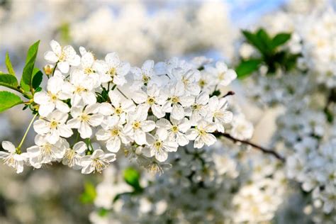 Close Up Das Flores De Cerejeira Brancas No Ramo Foto De Stock Imagem