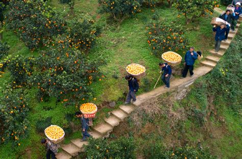 拼多多的助农扶贫之路，中国“三农”升级的一次探索 知乎