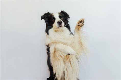 Do Border Collies Have Webbed Feet The Interesting Answer Hepper