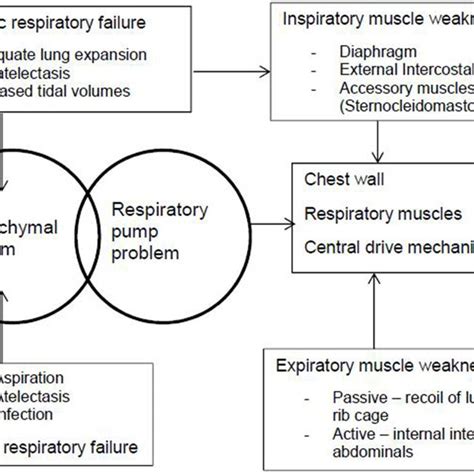 The Pathophysiology Of Respiratory Illness In Cerebral Palsy Occurs