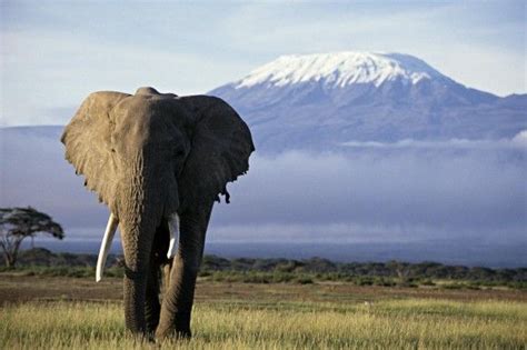 Tansania So Wandern Sie G Nstig Auf Dem Kilimandscharo Welt Mount