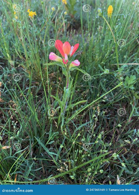 Indian Paintbrush, Castilleja Coccinea, in the Field Stock Image