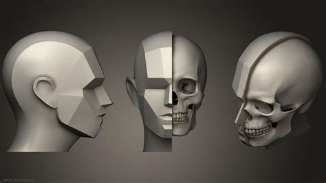 Anatomy Of Skeletons And Skulls Base Head Planes With Skull Antm 0264 3d Stl Model For Cnc